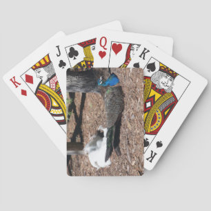 Indian Blue and White Pheasants playing cards
