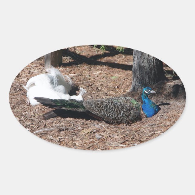 Indian Blue and White Pheasants sticker (Front)