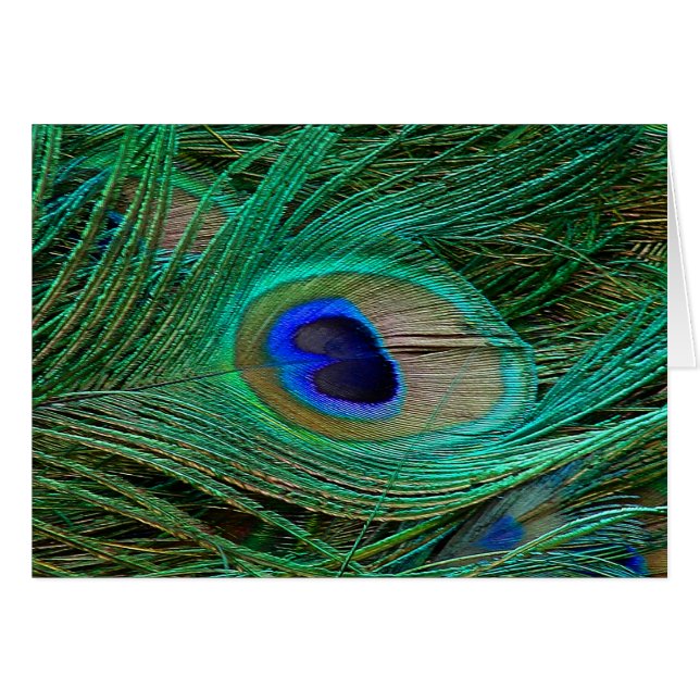 Indian Blue Peacock Feather (Front Horizontal)