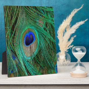 Indian Blue Peacock Feather Plaque