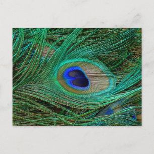 Indian Blue Peacock Feather Postcard