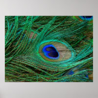 Indian Blue Peacock Feather Poster Print