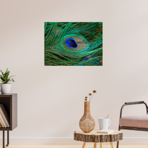 Indian Blue Peacock Feather Poster Print