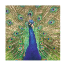 Indian Blue Peacock