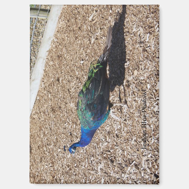 Indian Blue Peafowl magnet (Front)