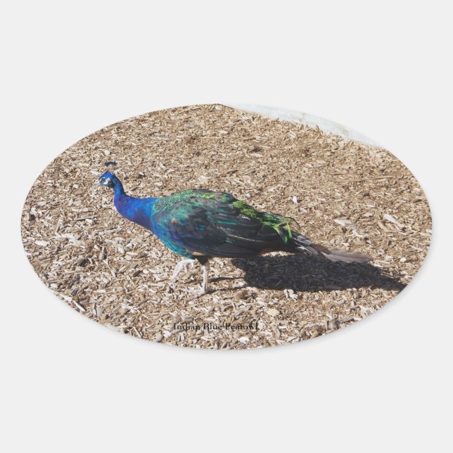 Indian Blue Peafowl sticker (Front)