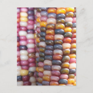 Indian Corn Postcard