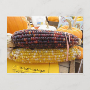 Indian Corn Postcard