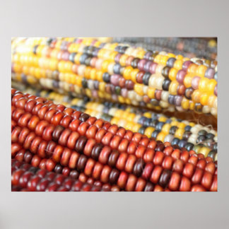 Indian Corn rustic photo Poster