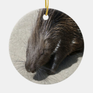 Indian Crested Porcupine Ceramic Tree Decoration