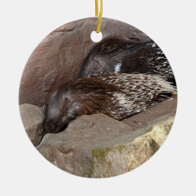Indian Crested Porcupines Ceramic Tree Decoration (Front)