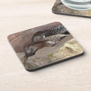 Indian Crested Porcupines Coaster