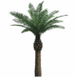 Indian Date Palm Tree Sculpture Standing Photo Sculpture<br><div class="desc">8" x 10" acrylic photo sculpture of a stately Indian date palm tree. This is a great party decor piece that can be used anywhere,  even in a centerpiece! See the entire Shipwrecked Photo Sculpture collection in the DÉCOR | Props & Centerpieces section.</div>