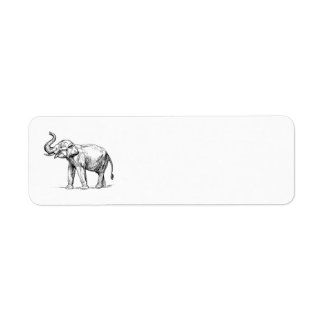 Indian Elephant