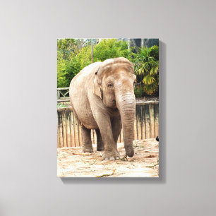 Indian elephant animal canvas print