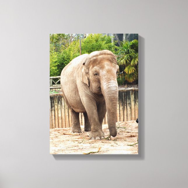 Indian elephant animal canvas print (Front)