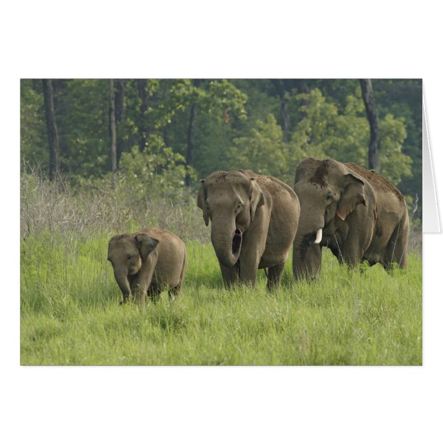 Indian Elephant Family (Front Horizontal)