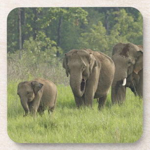 Indian Elephant Family Coaster