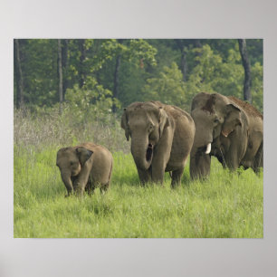 Indian Elephant family coming out of Poster