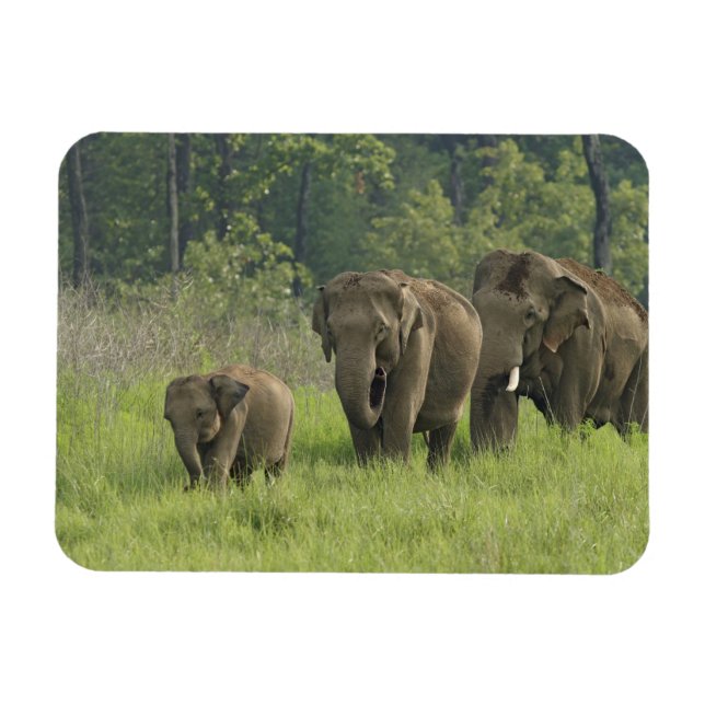 Indian Elephant Family Magnet (Horizontal)