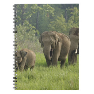 Indian Elephant Family Notebook