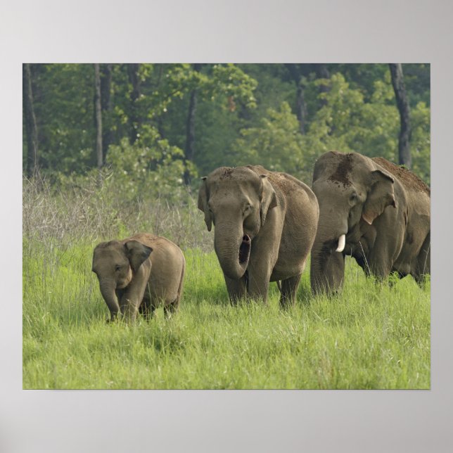 Indian Elephant Family Poster (Front)