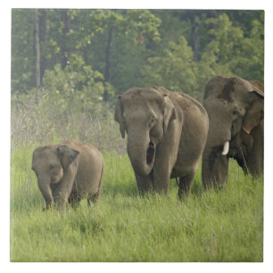 Indian Elephant Family Tile