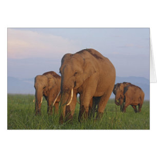 Indian Elephants in the Grassland