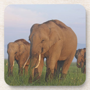 Indian Elephants in the Grassland Coaster