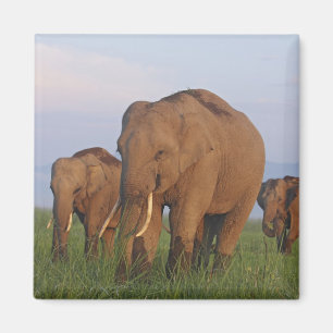 Indian Elephants in the Grassland Magnet