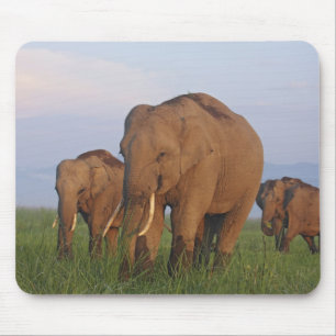 Indian Elephants in the Grassland Mouse Pad