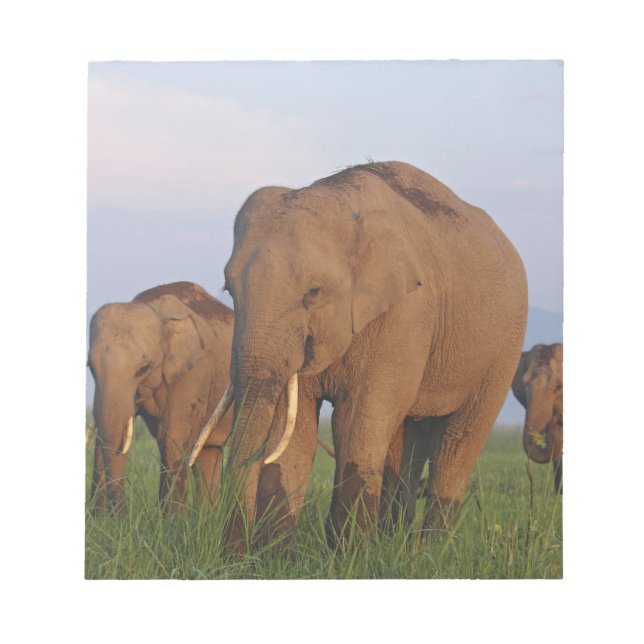 Indian Elephants in the Grassland Notepad (Front)