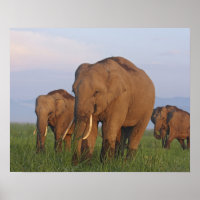 Indian Elephants in the Grassland