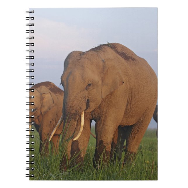 Indian Elephants in the Grassland Spiral Notebook (Front)
