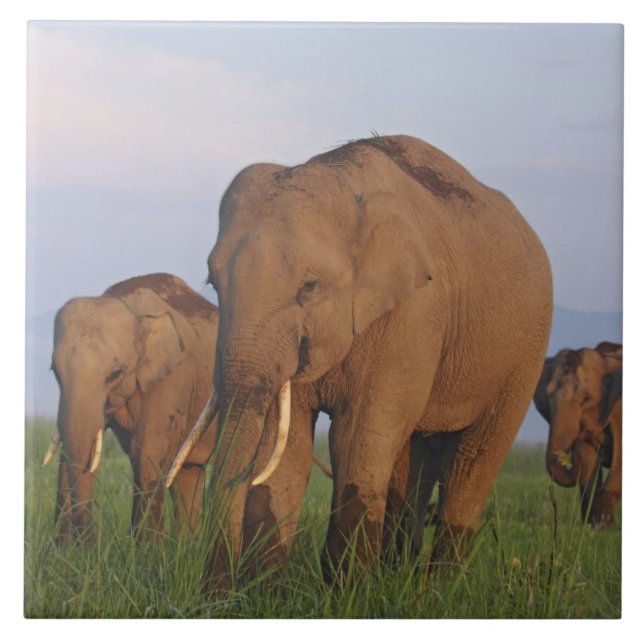 Indian Elephants in the Grassland Tile (Front)