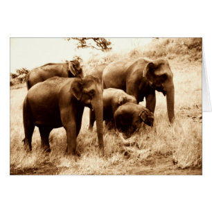 Indian elephants sepia