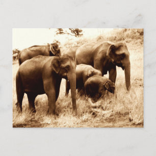Indian elephants sepia postcard