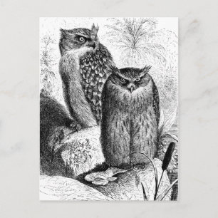 Indian Fishing Owls Vintage Wood Engraving Postcard