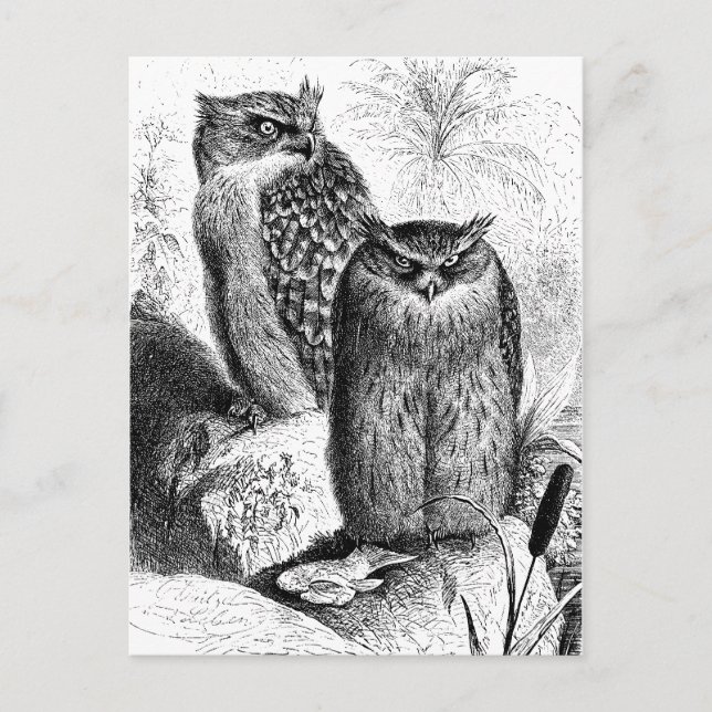 Indian Fishing Owls Vintage Wood Engraving Postcard (Front)