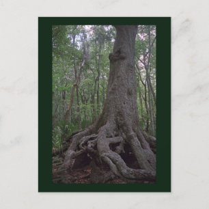 Indian Forest Artefact Custom Louisiana Postcard