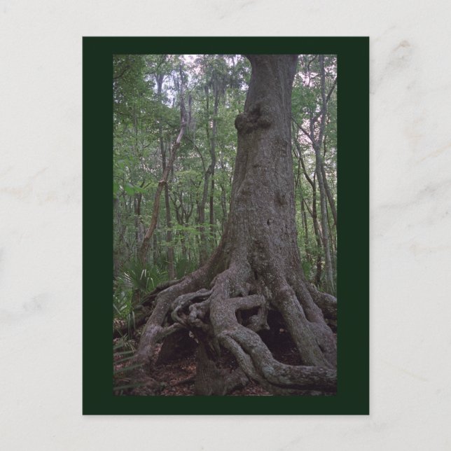 Indian Forest Artefact Custom Louisiana Postcard (Front)