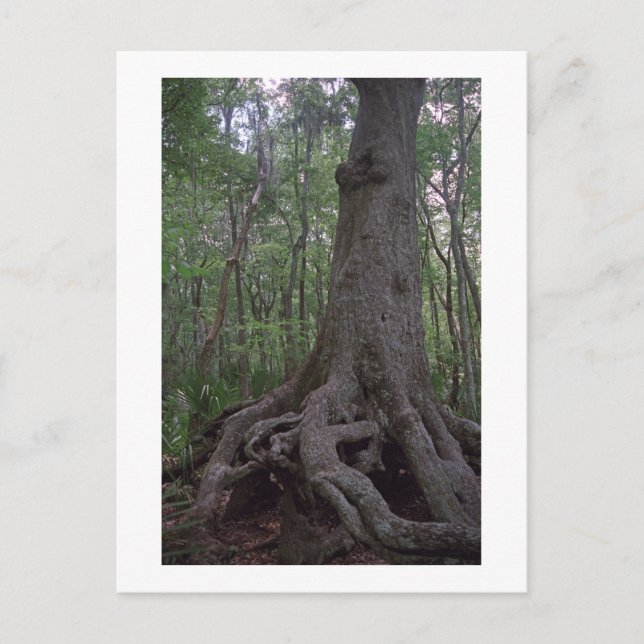 Indian Forest Artefact Custom Louisiana Postcard (Front)