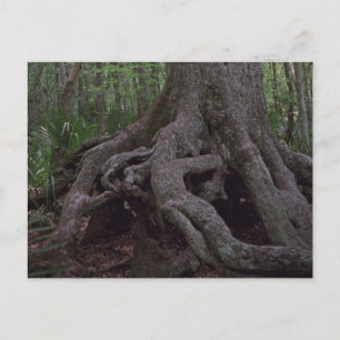 Indian Forest Artefact Custom Louisiana Postcards