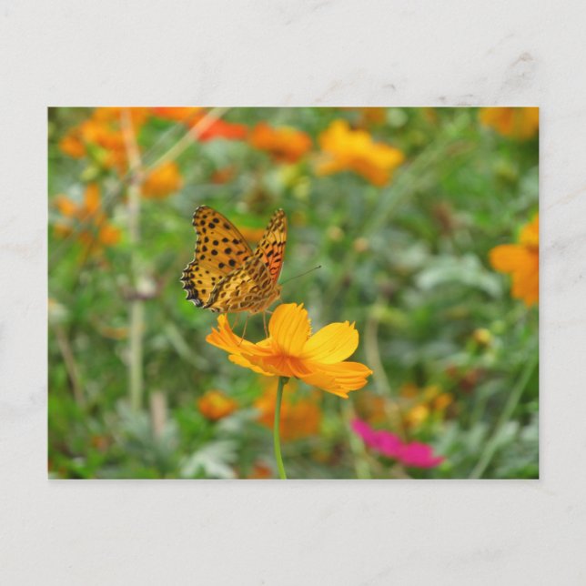 Indian Fritillary butterfly & cosmos flowers Postcard (Front)