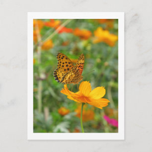 Indian Fritillary butterfly & cosmos flowers Postcard