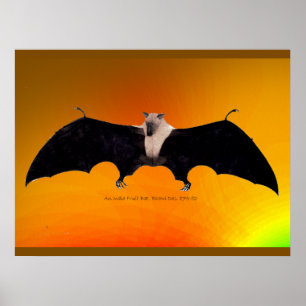 Indian Fruit Bat Poster