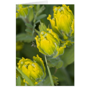 Indian Golden Paintbrush Castilleja