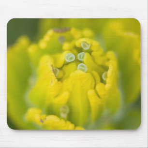 Indian Golden Paintbrush Castilleja 2 Mouse Pad