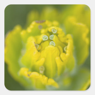 Indian Golden Paintbrush Castilleja 2 Square Sticker