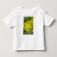 Indian Golden Paintbrush Castilleja 2